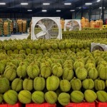 Reserve a boat container to export durian to China. - บริการ ส่งออก นำเข้า ขนส่ง โลจิสติกส์ ด้วยตู้คอนเทนเนอร์ FSI-MAWIN