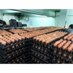 รับต้มไข่แก้บน กรุงเทพ - ณิชากมล ไข่สด (ขายส่งไข่ไก่ ประชาอุทิศ)