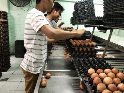 คัดไข่ไก่จากฟาร์ม - ณิชากมล ไข่สด (ขายส่งไข่ไก่ ประชาอุทิศ)