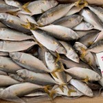 ขายส่งอาหารทะเลแช่แข็งระยอง - อภิวงศ์ อินเตอร์ฟู้ดส์