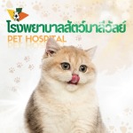 ฉีดวัคซีนแมว รังสิต คลองสอง - โรงพยาบาลสัตว์มาลีวัลย์ รังสิต คลองสอง