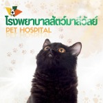 Maleewan Veterinary Hospital