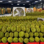 จองตู้เรือ ส่งออก ทุเรียน ไปจีน - บริการขนส่งสินค้าด้วยตู้คอนเทนเนอร์ fsi-thai origin
