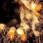 รับกำจัดปลวก ขอนแก่น - บริษัทกำจัดปลวก ราคาถูก ขอนแก่น 