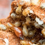 บริการฉีดปลวก ขอนแก่น - บริษัทกำจัดปลวก ราคาถูก ขอนแก่น 