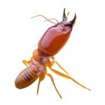 Racha Pest Control (Thailand) Co Ltd