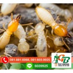 Exterminator, Termite control GB Pest Chiang Mai