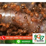 Exterminator, Termite control GB Pest Chiang Mai