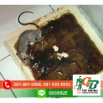 Exterminator, Termite control GB Pest Chiang Mai