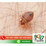 Exterminator, Termite control GB Pest Chiang Mai