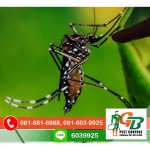 Exterminator, Termite control GB Pest Chiang Mai