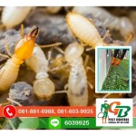 Exterminator, Termite control GB Pest Chiang Mai