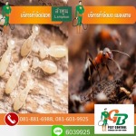 Exterminator, Termite control GB Pest Chiang Mai