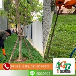 Exterminator, Termite control GB Pest Chiang Mai