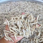 Kaewjai Bug