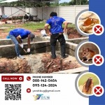 บริษัทกำจัดปลวก สมุทรสาคร - วาย แอนด์ ที บัก เมเนจเม้นท์