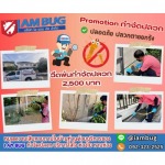 กำจัดปลวก ปทุมธานี - บริษัทกำจัดปลวก ปทุมธานี - ไอ แอม บัก