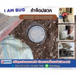 บริษัทกำจัดปลวก ปทุมธานี - ไอ แอม บัก