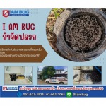 กำจัดปลวกยกรัง ลำลูกกา - บริษัทกำจัดปลวก ปทุมธานี - ไอ แอม บัก