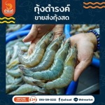 Shrimp Wholesale-Damrongshrimp