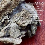 ขายส่งขี้แดดนาเกลือ สำหรับการเกษตร - ขายเกลือ ราคาส่ง