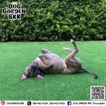 รีวิวโรงแรมหมา - รับฝากเลี้ยงสุนัข - DOG GARDEN BKK