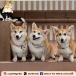 Dog Cafe Bkk - CORGI IN THE GARDEN