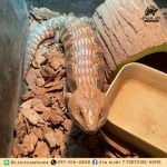ฟาร์มจิ้งเหลนบลูทั้ง - รับฝากเลี้ยงเต่า - บ้าน ต.เต่า