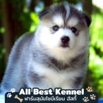 Allbest Kennel