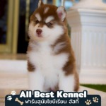 Allbest Kennel