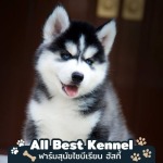 ขายไซบีเรียนฮัสกี้นนทบุรี - ฟาร์มไซบีเรียนเกรดไฮเอน - Allbest Kennel