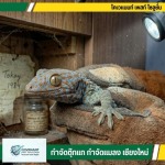 หาคนจับตุ๊กแก บริการรับจับตุ๊กแกในบ้าน ราคาพิเศษ - กำจัดตุ๊กแก กำจัดปลวก เชียงใหม่