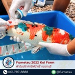 Fumetsu Koi Farm 2022