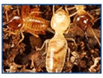 บริษัทกำจัดปลวก ตัวเมืองขอนแก่น - Termite Termination Khon Kaen.