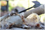 รังนกแห้งจากเกาะ ชุมพร - Chumphon Birdnest