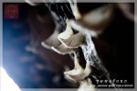 รังนก ชุมพร - Chumphon Birdnest