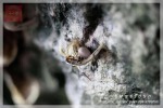 รังนก ชุมพร - Chumphon Birdnest