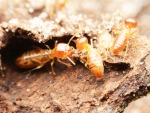 รับวางระบบป้องกันปลวกขอนแก่น - บริษัทกำจัดปลวก ราคาถูก ขอนแก่น 