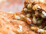 กำจัดปลวกด้วยระบบวางเหยื่อกำจัดปลวกขอนแก่น - Racha Pest Control (Thailand) Co Ltd