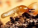 ป้องกันปลวกขึ้นบ้านขอนแก่น - บริษัทกำจัดปลวก ราคาถูก ขอนแก่น 