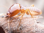 ฆ่าปลวกตายยกรังขอนแก่น - Racha Pest Control (Thailand) Co Ltd