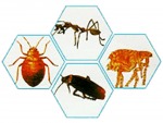 บริษัท รับ กำจัด มด แมลงสาบ เห็บ หมัด - Hans Pest Control Service Co Ltd