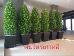 ต้นไทรเกาหลีปลอม - Design and Install Artificial Tree for Garden and Event - Thanaphon Artificial Tree