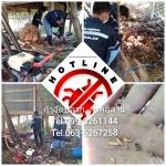 กำจัดปลวก ภาคอีสาน - กำจัดปลวกสุรินทร์ - ฮ็อทไลน์ เคมีคอล เซอร์วิส