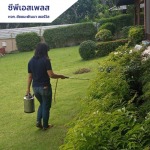 บริการกำจัดปลวกโดยผู้เชี่ยวชาญ - ห้างหุ้นส่วนจำกัด ชัยชนะพัฒนา เซอร์วิส