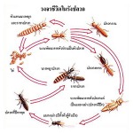 กำจัดปลวก - บริษัท ราชา เพสท์ คอนโทรล (ประเทศไทย) จำกัด