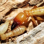 บริษัทกำจัดปลวก ขอนแก่น - กำจัดปลวก ขอนแก่น บริษัท ราชา เพสท์ คอนโทรล (ประเทศไทย) จำกัด