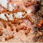 บริษัทกำจัดมด แมลงสาบ เชียงใหม่ - กำจัดปลวก เชียงใหม่  จีบี เพสท์ คอนโทรล