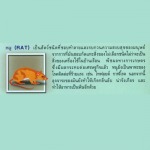 กำจัดปลวก - ปลวกทองเพสท์