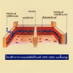 กำจัดปลวก - ปลวกทองเพสท์